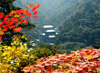 香山紅葉